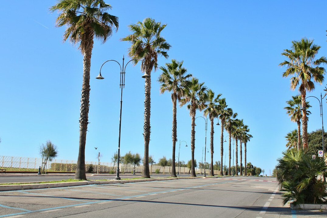 Row of classic convertible cars parked along a palm-lined avenue in Punta del Este